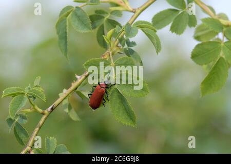 Schwarzkopfkäfer (Pyrochroa coccinea), Niederrhein, Nordrhein-Westfalen, Deutschland Stockfoto