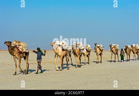 Afar Shepherd führt Dromedary Karawane beladen mit Steinsalzplatten über den Assale Salt Lake, Danakil Depression, Afar Region, Äthiopien Stockfoto