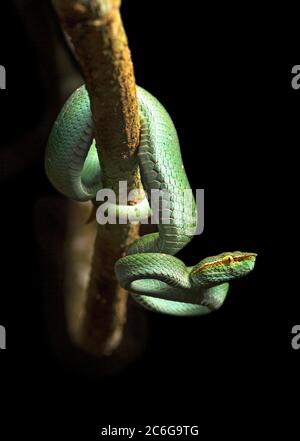 Giftige Grubenwippe (Tropidolaemus subannulatus), Familie (Viperidae), Danum Valley Nature Reserve, Danum Valley Conservation Area, Sabah, Borneo, Malaysia Stockfoto