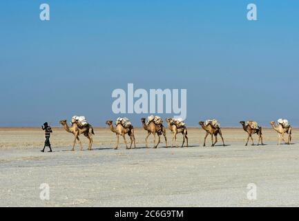 Afar Shepherd führt Dromedary Karawane beladen mit Steinsalzplatten über den Assale Salt Lake, Danakil Depression, Afar Region, Äthiopien Stockfoto