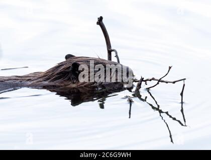 Der American Beaver (Castor canadensis) ist eines der offiziellen Symbole für die Tierwelt Kanadas und das offizielle Säugetier von Oregon und New York Stockfoto