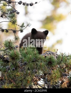 Amerikanischer Schwarzbär (Ursus americanus), Grand Teton National Park, Wyoming Stockfoto