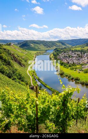 Marienburg über Weinbergen an der Mosel, Püderich, Rheinland-Pfalz, Deutschland Stockfoto
