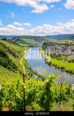Marienburg über Weinbergen an der Mosel, Püderich, Rheinland-Pfalz, Deutschland Stockfoto