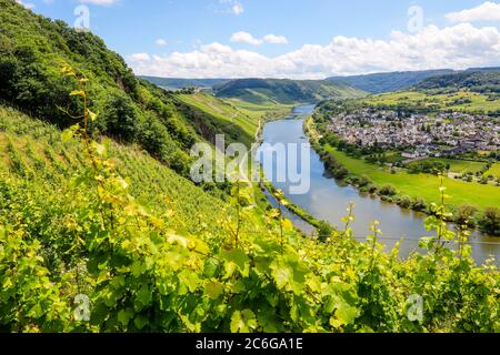 Marienburg über Weinbergen an der Mosel, Püderich, Rheinland-Pfalz, Deutschland Stockfoto