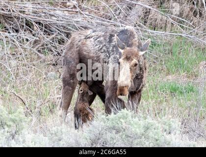 Elchmutter (A. alces), Grand Teton National Park, Wyoming, USA, Nordamerika Stockfoto