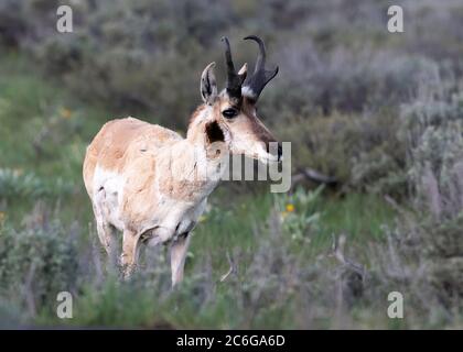 Pronghorn Antelope (Antilocapra americana), Grand Teton National Park, Wyoming, USA, Nordamerika Stockfoto