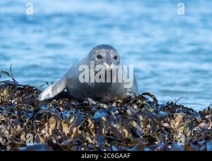 Hafenrobbenjunges (Phoca vitulina) an der Küste Oregons, Pazifik Stockfoto