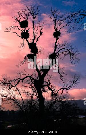 Baum mit Störchen bei Sonnenuntergang in Nordspanien Stockfoto