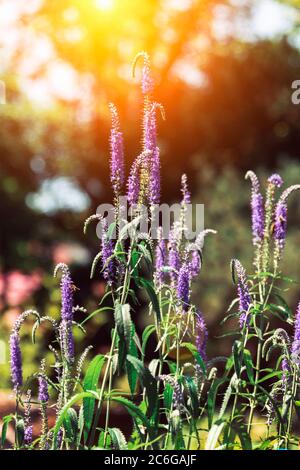 Veronica spicata, Pseudolysimachion spicatum blaue Blüten im Sonnenlicht, weicher Fokus. Stockfoto