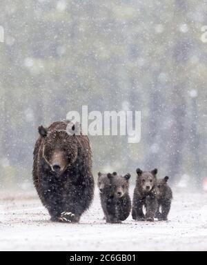 Grizzly (Ursus arctos horribils) 399 mit ihren vier Jungen, die während eines Schneesturms im Grand Teton National Park, Wyoming, aus ihrer Höhle im Pilgrim Creek auftauchten Stockfoto