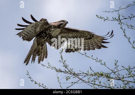 Rotschwanzfalke im Flug Nahaufnahme Stockfoto