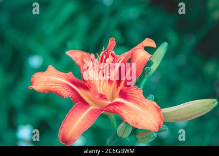 Orange Tiger Lily, Lilium tigrinum Blume im botanischen Garten, aus der Nähe. Stockfoto