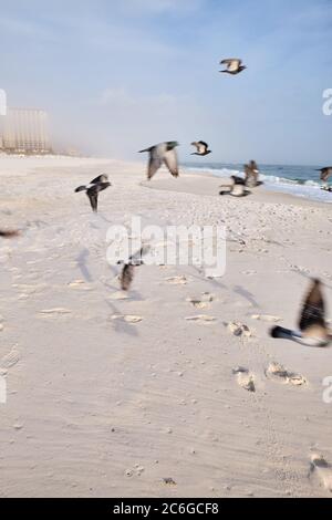 Seevögel im Flug als Fotograf kommt näher an ruhigen, nebligen, Wintermorgen an der Golfküste, Florida Stockfoto