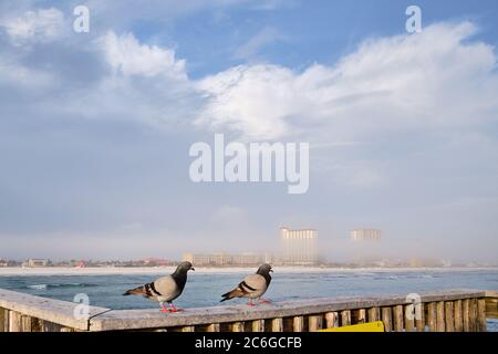 Zwei Tauben sitzen auf dem Geländer des Pensacola Pier. Leichter Nebel liegt über dem weißen Sandstrand in der Ferne. Stockfoto