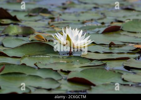 Eine einzige weiße Wasser Seerose Pflanze, die aus dem Wasser in einem Teich, umgeben von grünen Seerosen Pads. Stockfoto