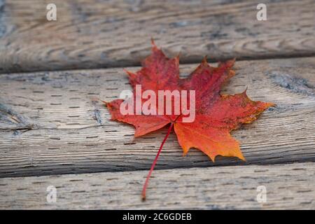 Ein einzelnes rotes Herbstahornblatt liegt auf einem abgenutzten Holzsteg. Das Blatt ist rot, orange und braun gefärbt. Sie hat einen langen roten Stamm. Stockfoto