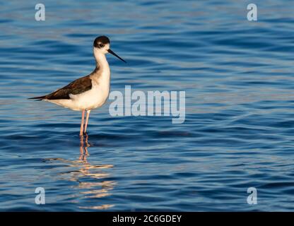 Ein schwarz-geflügelter Standing Tilt, fotografiert am Salton Sea. Stockfoto