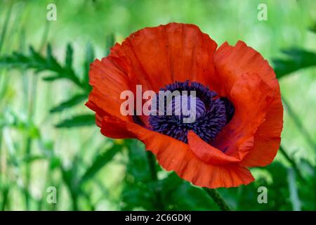 Ein Makro einer einzigen blühenden Pflanze, einer Mohnpflanze, die einen hohen Stiel, lange Blätter hat und sich unter Gras in einem Garten befindet. Stockfoto