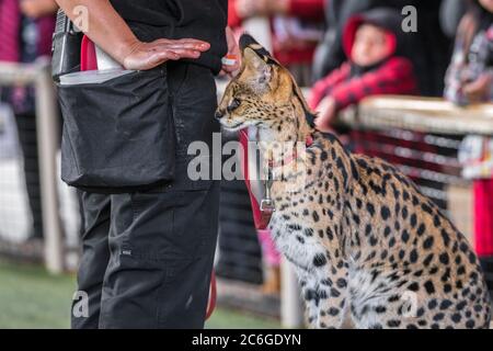 Eine entzückende afrikanische serval Katze wurde trainiert und gebeten, zu stoppen serval Katze hat 50 Prozent Tötungsrate sehr gefährlich, aber sie können trainiert werden Stockfoto