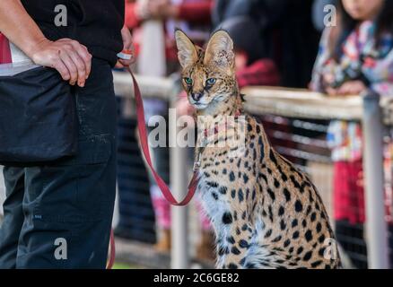 Eine entzückende afrikanische serval Katze Stockfoto