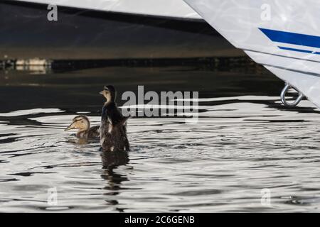 Zwei mallardische Küken, die im mystischen Fluss ducken und ihre kleinen Flügel schlagen Stockfoto