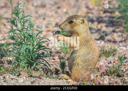 Jungtiere des Prairie Dog (Cynomys gunnisoni), die Pflanze in ihrem Lebensraum in der Nähe ihres Bauwerks, Monument Colorado USA, fressen. Foto im Juli. Stockfoto