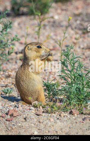 Jungtiere des Prairie Dog (Cynomys gunnisoni), die Pflanze in ihrem Lebensraum in der Nähe ihres Bauwerks, Monument Colorado USA, fressen. Foto im Juli. Stockfoto