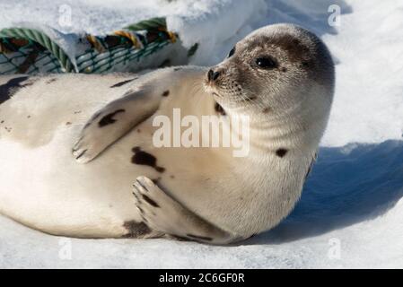 Eine große Harfenrobbe, die sich auf Eis und Schnee bewegt. Man sieht seine langen Flossen und scharfen Krallen. Stockfoto