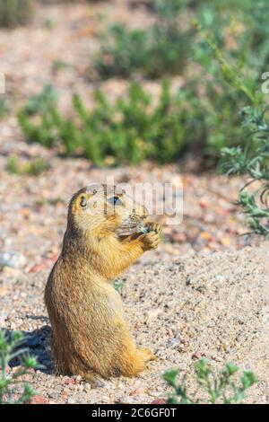 Jungtiere des Prairie Dog (Cynomys gunnisoni), die Pflanze in ihrem Lebensraum in der Nähe ihres Bauwerks, Monument Colorado USA, fressen. Foto im Juli. Stockfoto