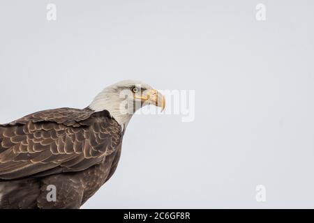 Ein wilder Weißkopfseeadler steht und sucht nach Nahrung am Tule Lake, Kalifornien Stockfoto