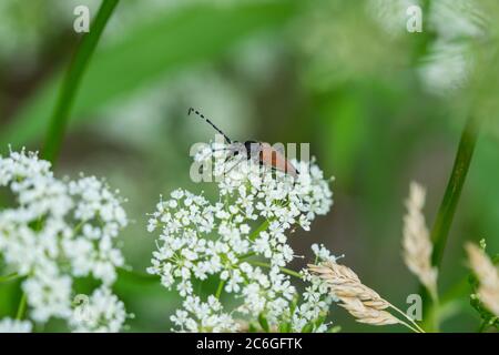 Longhorn Beetle on Ground Ältere Blumen Stockfoto