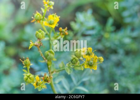 Detail einer Blumenpflanze rue oder ruta graveolens im Freien Stockfoto