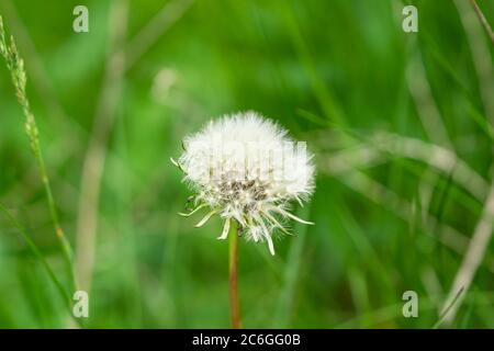 Löwenzahn-Saatkopf Eröffnung im Frühling Stockfoto