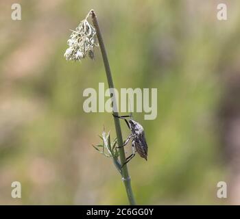 Nahaufnahme des Carpocoris purreipennis-Käfers. Stockfoto