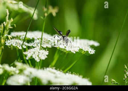 Gras, das auf dem Boden Wasp trägt Ältere Blumen Stockfoto