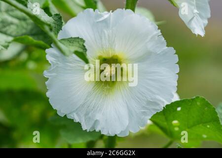 Hollyhock Blume im Frühling Stockfoto