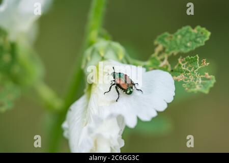 Japanischer Käfer auf Hollyhock Blume Stockfoto