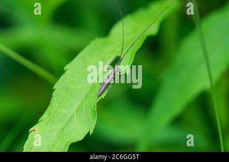 Longhorn Beetle on Leaf im Sommer Stockfoto