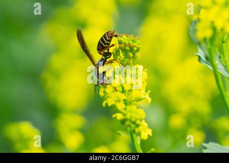 Nördliche Papierwaspe auf Winterkresse Blumen Stockfoto