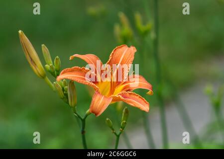 Orange Tagesblume im Sommer Stockfoto