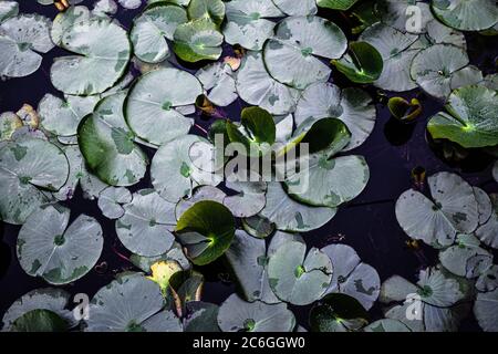 Schwimmende Seerosen Stockfoto