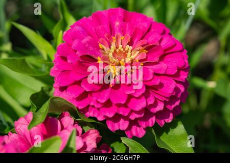 Rosa Zinnia Blume im Sommer Stockfoto