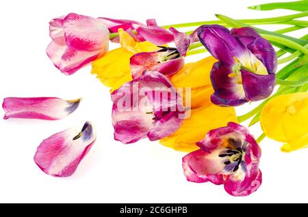 Verwelkt Bouquet von farbigen Tulpen auf weißem Hintergrund Stockfoto