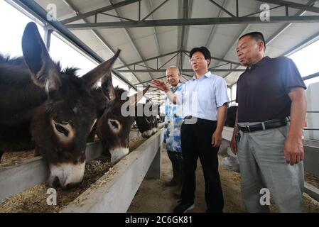 Lokale Bauern züchten Esel, um das Fleisch zu verkaufen, was dazu beiträgt, dass Bauern die Armut loswerden, Moxiang Dorf, Yongnian Bezirk, Handan Stadt, nein Stockfoto