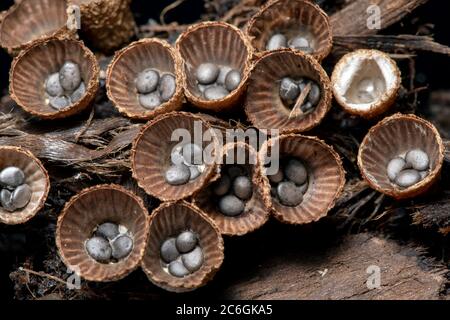 Nahaufnahme von Vogelnest-Pilzen (Cyathus striatus) - Brevard, North Carolina, USA Stockfoto