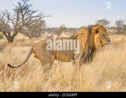 Ein schwarzer Löwe im Kgalagadi Transfrontier Park, in der Kalahari Wüste im südlichen Afrika. Stockfoto