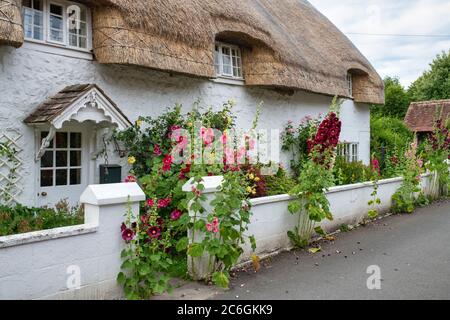 Alcea rosea. Hollyhocks vor einem reetgedeckten Häuschen in Avebury. Wiltshire, England Stockfoto