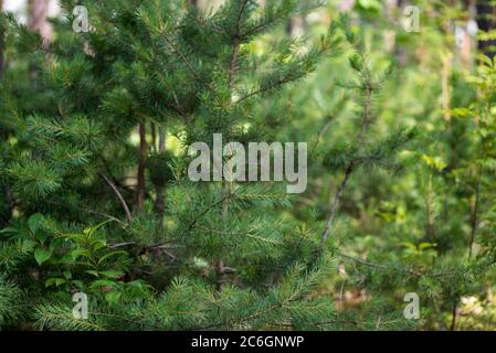 Junge Kiefern im Sommerwald an sonnigen Tagen Stockfoto