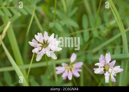 Securigera varia, Coronilla varia, crownvetch, purpurne Krone vetchn rosa Wiese Blüten in der Nähe Stockfoto